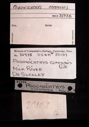 Media type: image;   Ichthyology 35938 Description: photograph;  Aspect: labels